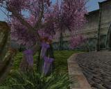 Morrowind 2012-04-25 20-12-53-66.jpg