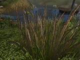 Morrowind 2010-12-26 18-24-02-31.jpg