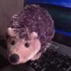 hedgehog-fifteen