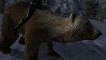 Ездовой медведь