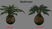Флора Морровинда. Пробочник
