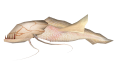 Blind Slaughterfish