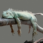 Аватар Independent Lizard