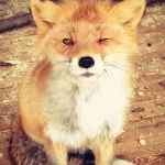 Аватар MrFox